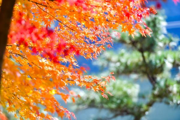 1994182814_zGro8j1T_7238faf01f31f1956d6f