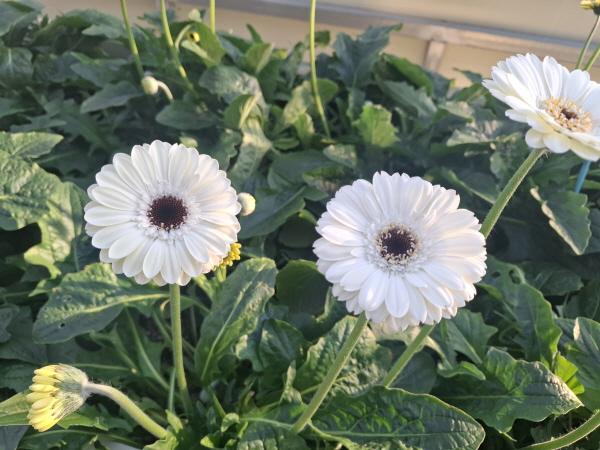 1994182814_WPidVXab_2ebb97f53d5b77ef7c8d