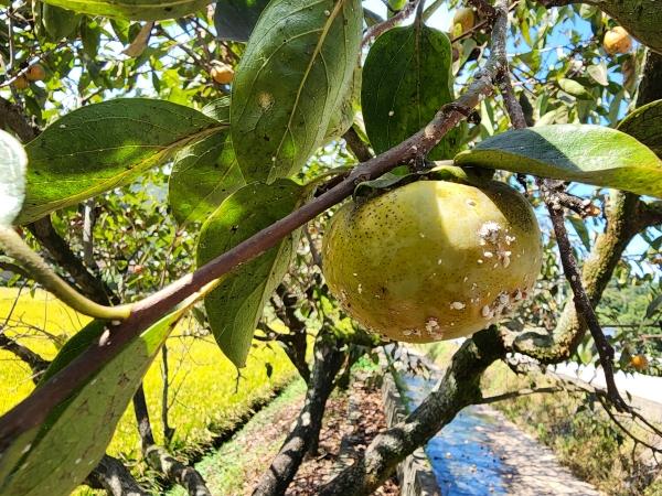 1994182814_sdbaLNOx_f73c8c88c8d7b9932290