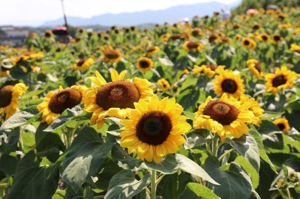 해바라기가 만든 기적… 함안 법수면 강주마을, 14만 명의 발길을 품다