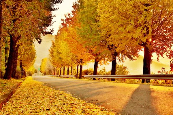 [포토] 의령 대의고개, 늦가을의 황금길